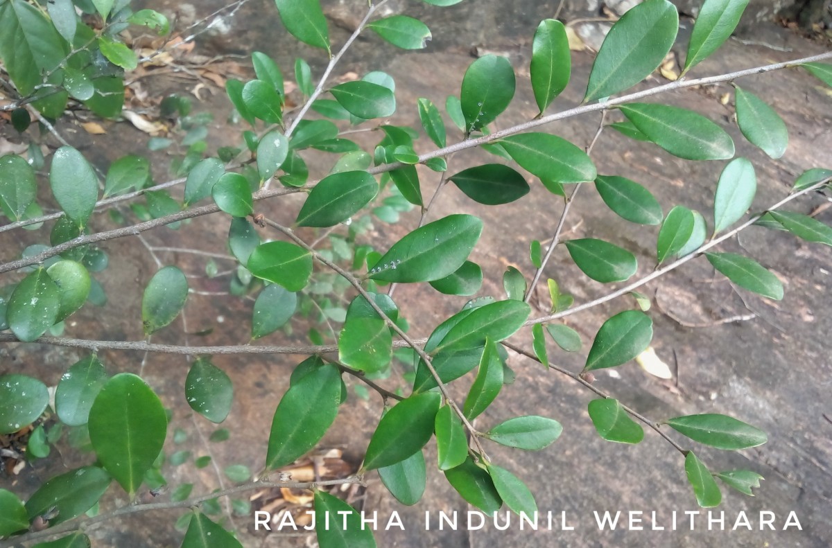 Diospyros ferrea (Willd.) Bakh.